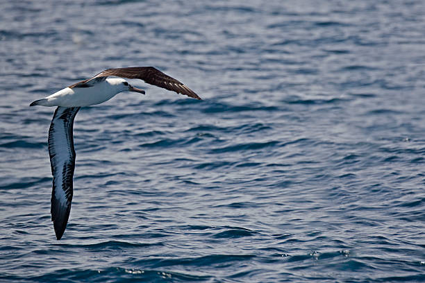 Laysan Albatross, Phoebastria immutabilis to land on the sea A Laysan Albatross, Phoebastria immutabilis to land on the sea mollymawk photos stock pictures, royalty-free photos & images