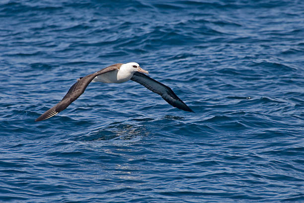 Laysan Albatross, Phoebastria immutabilis gliding A Laysan Albatross, Phoebastria immutabilis gliding mollymawk photos stock pictures, royalty-free photos & images