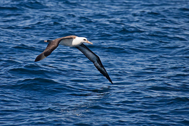 Laysan Albatross, Phoebastria immutabilis gliding over the waves A Laysan Albatross, Phoebastria immutabilis gliding over the waves mollymawk photos stock pictures, royalty-free photos & images