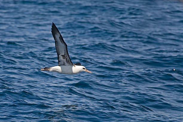 Laysan Albatross, Phoebastria immutabilis gliding over the ocean A Laysan Albatross, Phoebastria immutabilis gliding over the ocean mollymawk photos stock pictures, royalty-free photos & images