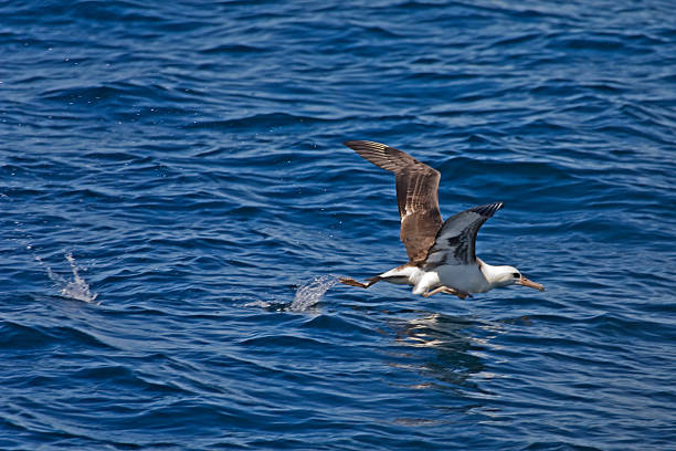 Laysan Albatross, Phoebastria immutabilis taking off A Laysan Albatross, Phoebastria immutabilis taking off mollymawk photos stock pictures, royalty-free photos & images