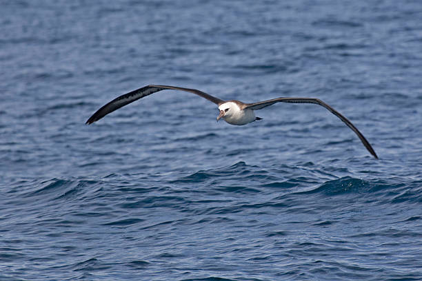 The Laysan Albatross, Phoebastria immutabilis flying over the waves Laysan Albatross, Phoebastria immutabilis flying over the waves mollymawk photos stock pictures, royalty-free photos & images