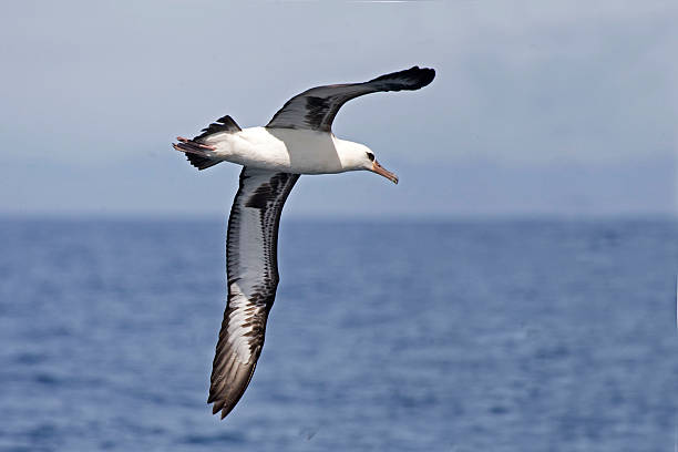 The Laysan Albatross, Phoebastria immutabilis flying over the ocean Laysan Albatross, Phoebastria immutabilis flying over the ocean mollymawk photos stock pictures, royalty-free photos & images