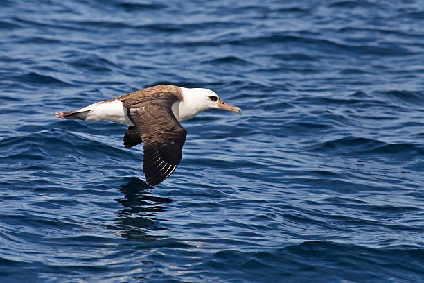 The Laysan Albatross, Phoebastria immutabilis gliding over the waves Laysan Albatross, Phoebastria immutabilis gliding over the waves mollymawk photos stock pictures, royalty-free photos & images