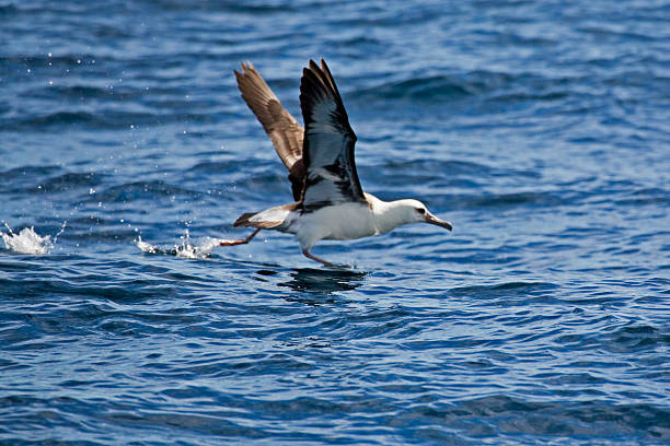 istock The Laysan Albatross, Phoebastria immutabilis taking off 494940468