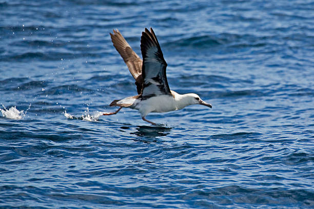 The Laysan Albatross, Phoebastria immutabilis taking off Laysan Albatross, Phoebastria immutabilis taking off mollymawk photos stock pictures, royalty-free photos & images