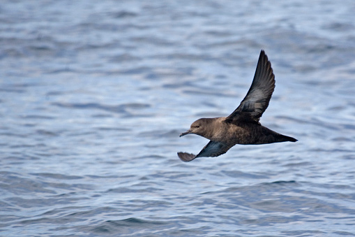 A Sooty Shearwater, Puffinus griseus gliding over waves