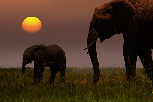African Mother Elephant and baby - sunset