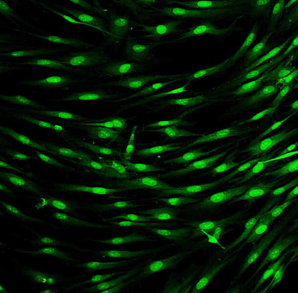 células de fibroblastos (de la piel) etiquetado con tintes fluorescentes - stem cell human cell animal cell science fotografías e imágenes de stock