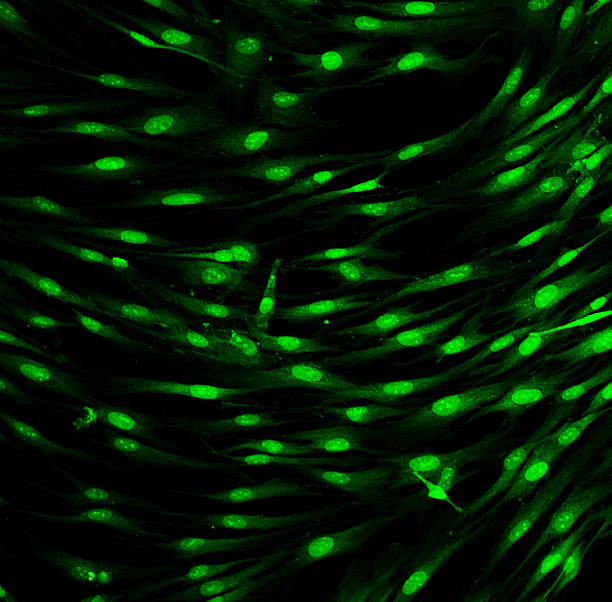 섬유모세포 (피부 세포) 라벨을 fluorescent dye - stem cell human cell animal cell science 뉴스 사진 이미지