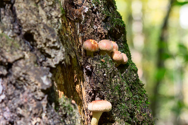 istock fungus Armillaria mellea in the forest 494945236