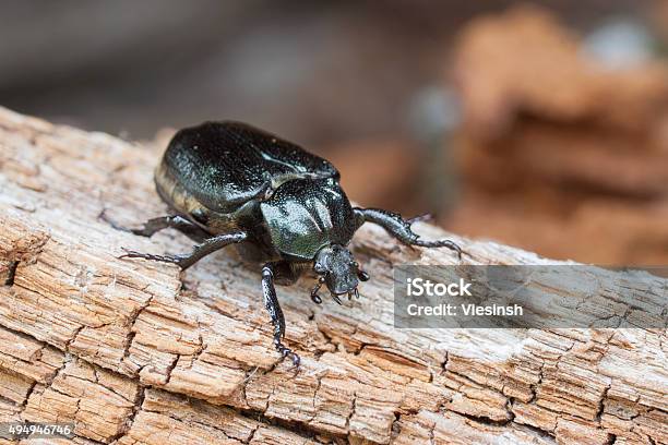 Hermit Beetle Osmoderma Eremita On Rotten Vood Stock Photo - Download Image Now