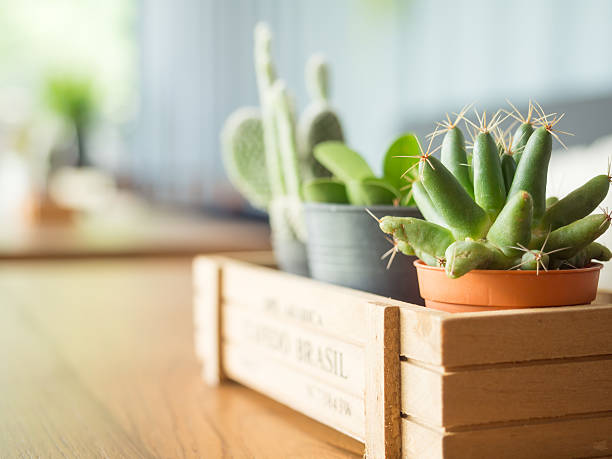 istock Little Cactus in vintage coffee shop with daylight 494948048