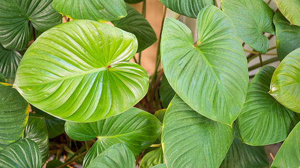 istock Leaves of green caladium 494949248
