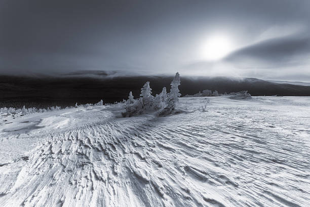 trzy lone pine w frost w moonlight. - south ural zdjęcia i obrazy z banku zdjęć