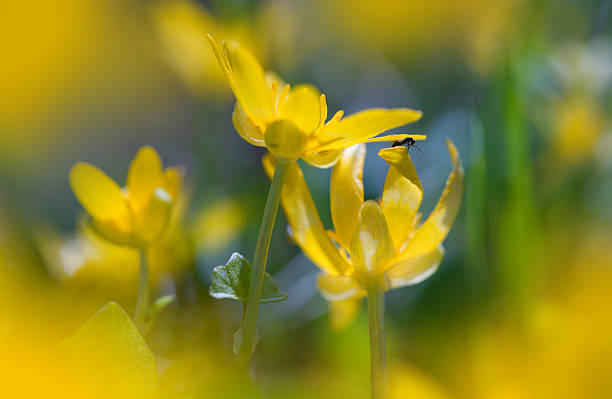 istock Vivid natural forest background with yellow spring flowers. 494951534