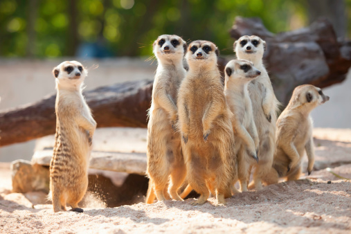 Two meerkats standing on a rock enjoying the warm sunlight.