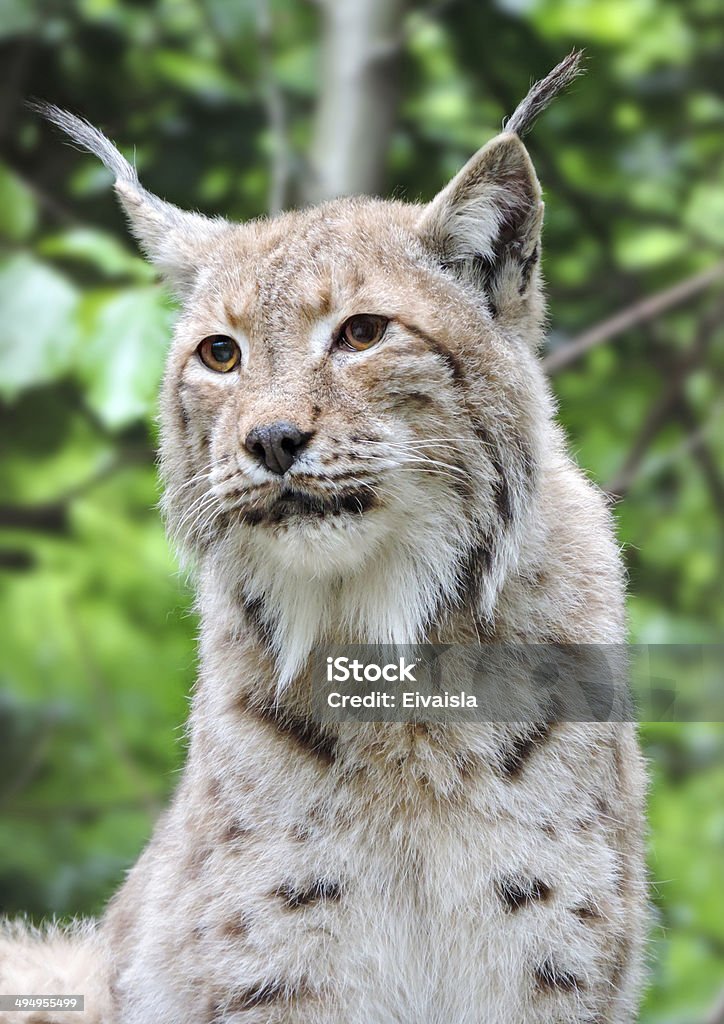 lynx Lynx, close-up Animal Stock Photo