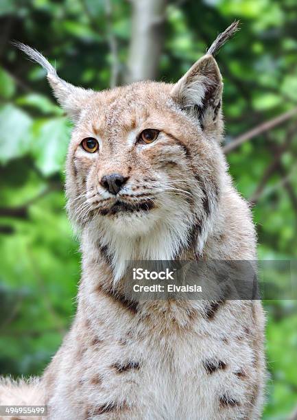 Lynx Stock Photo - Download Image Now - Animal, Animal Wildlife, Animals In The Wild