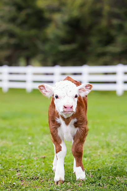 ブラウン&ホワイト hereford ふくらはぎでパスチュア - field hereford cattle domestic cattle usa ストックフォトと画像