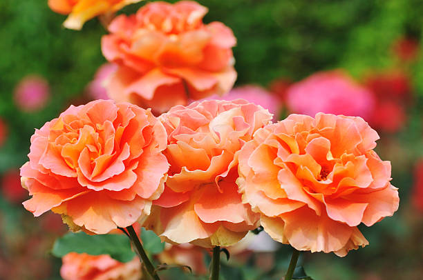 istock Spring rose of Japan 494955615