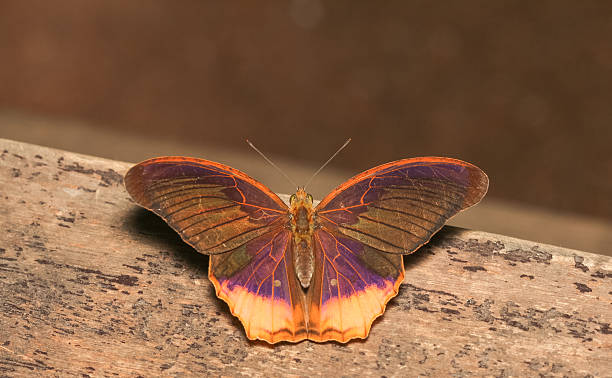 istock Terinos clarissa falcata butterfly 494955731