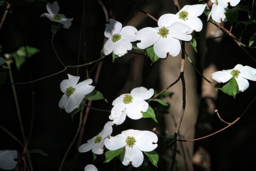 A limb of dogwood flowers set against the dark shadows of the woods.
