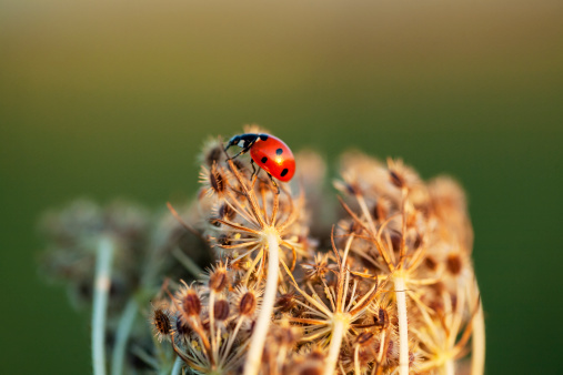 ladybug sitting on top of dried wildflower during autumn sunset