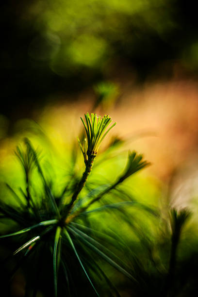 istock needles of pine - background 494956937