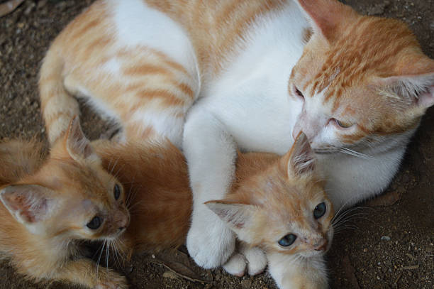 istock Loving father, caring for his kittens 494957258
