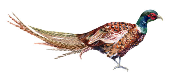 ilustraciones, imágenes clip art, dibujos animados e iconos de stock de faisán acuarela. - pheasant hunting feather game shooting