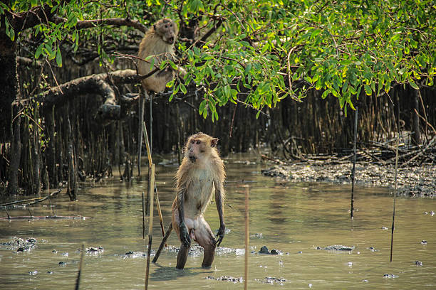istock Travel mangrove forest @Kongklone Samutsongkram,Thailand#3 494957657