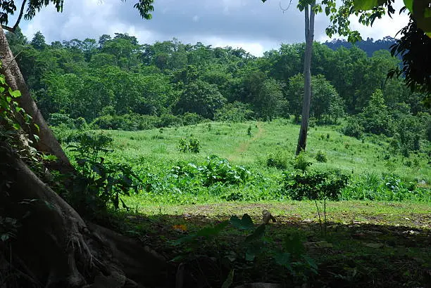 Photo of landscape of forest