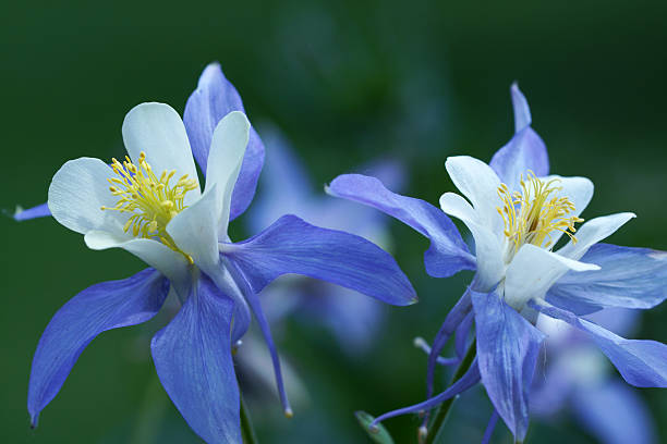 istock Two blue colored aquilegia flowers 494958105