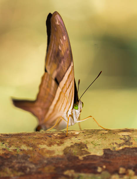 istock Beautiful brown butterfly, resting on a tree. 494958468