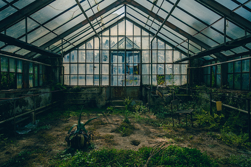 Old greenhouse, fun of plants