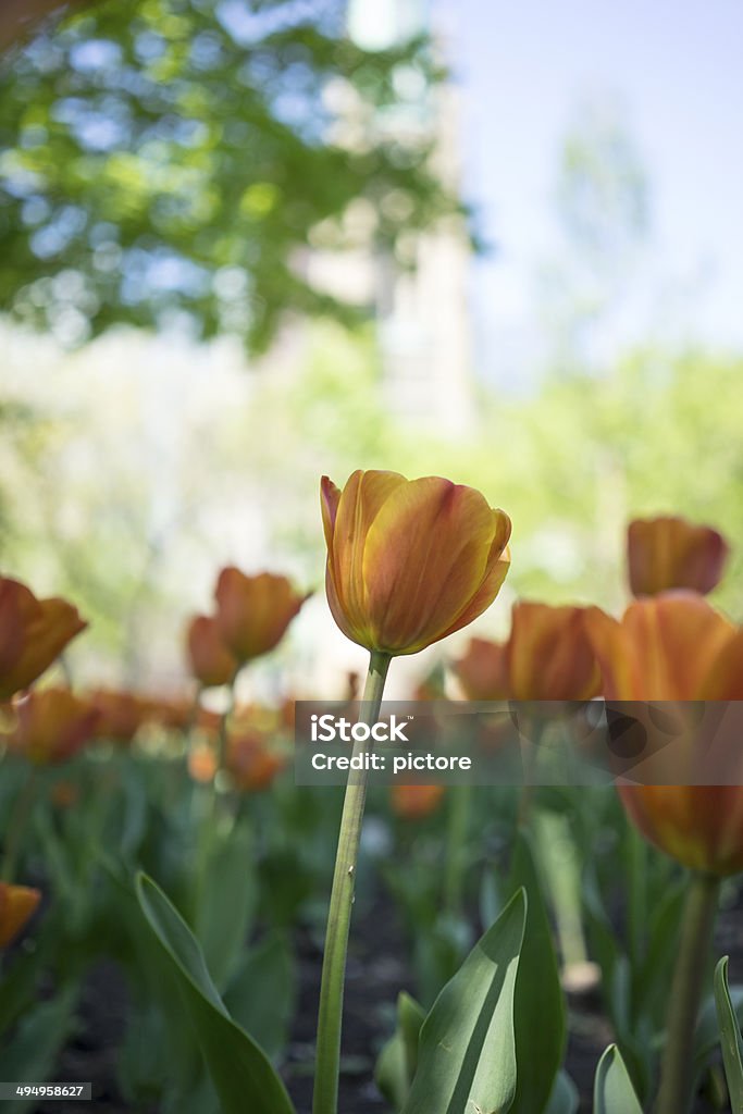 Tulip Tulip garden. Beauty In Nature Stock Photo