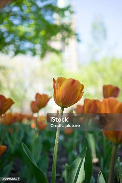 Tulip Stock Photo - Download Image Now - Beauty In Nature, Blossom, Color Image
