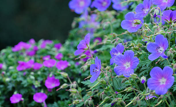 istock Blue and pink storksbill flowers 494958845