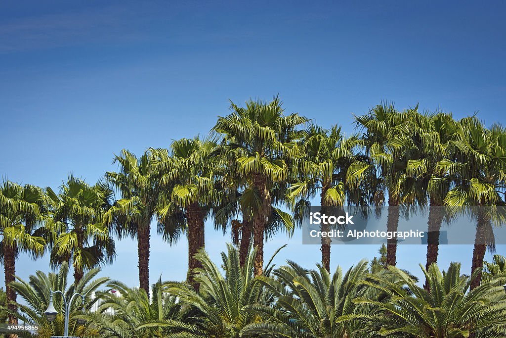 Palmiers arbres - Photo de Bleu libre de droits