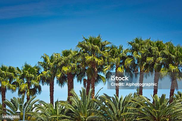 Árvores De Palma - Fotografias de stock e mais imagens de Alto - Descrição Física - Alto - Descrição Física, Ao Ar Livre, Azul