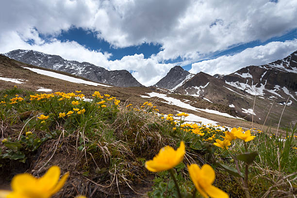 istock field of buttercups 494959541