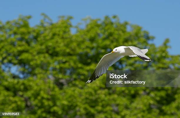 Flying Seagull Against Green Foliage And Blue Sky In Summer Stock Photo - Download Image Now