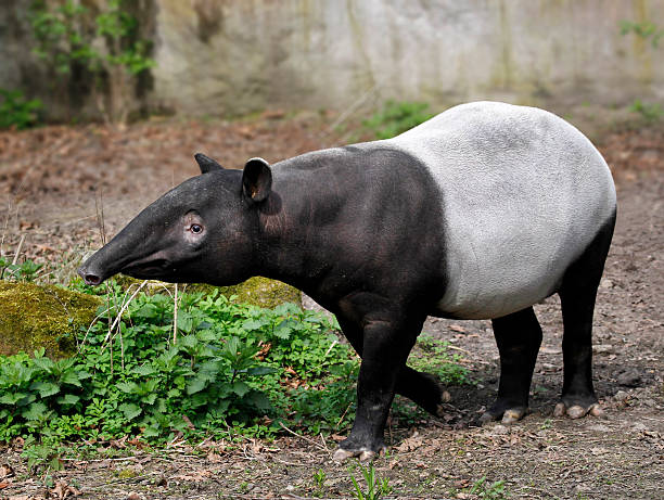 Tapir stock photo