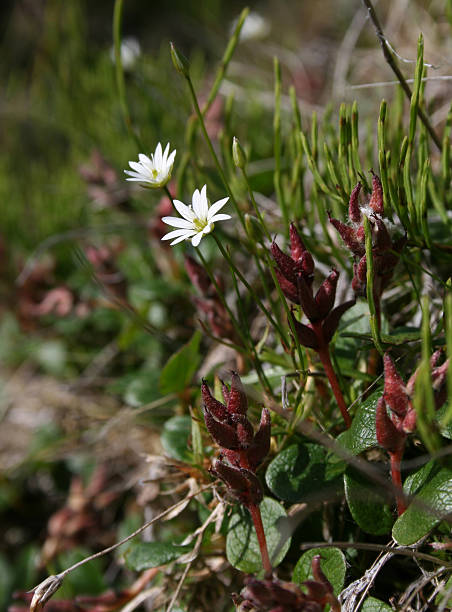 istock Stellaria among the dwarf birchessredi. 494959919