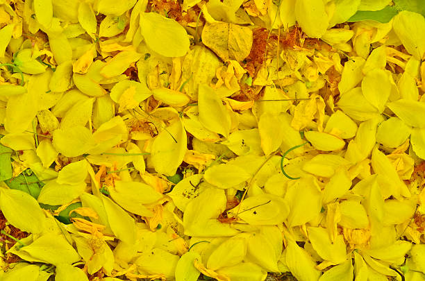 istock Cassia fistula background 494960401