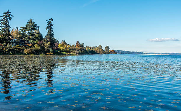 istock Lake Washington - Shoreline 8 494960644