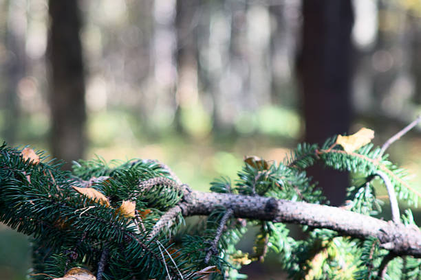 Closeup of branch with short pine needles and leaf on them