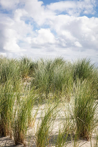istock seaside landscape with sand dunes with grass 494960986