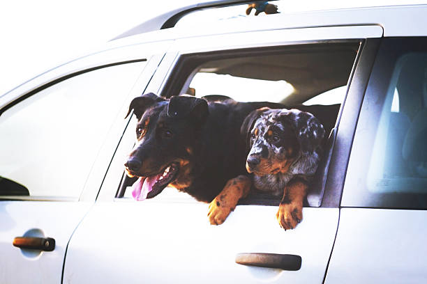 istock two fun dogs in cas 494961399